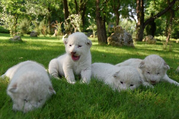 Белые львята родились в парке Тайган