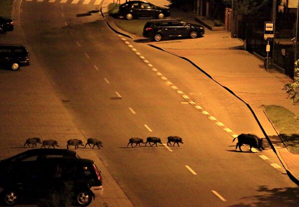 Самка кабана с поросятами переходят ночную улицу в Гдыне