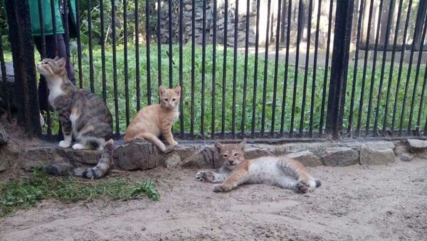 Домашняя кошка в зоопарке Новосибирска выкормила детеныша рыси