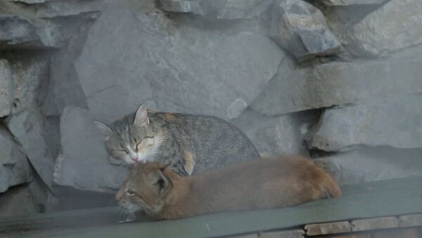 Мама для хищницы: кошка воспитывает рысь Нику в зоопарке Новосибирска