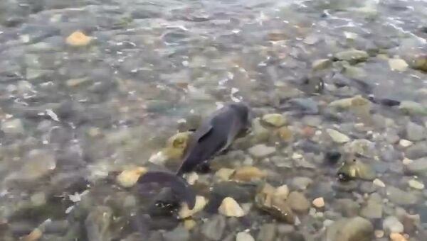 Собака спасла дельфина