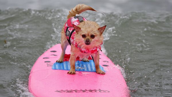Участник соревнований по серфингу для собак в Калифорнии