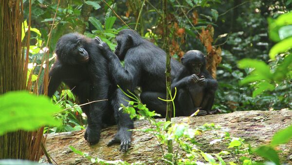 Шимпанзе-бонобо в лесах Конго
