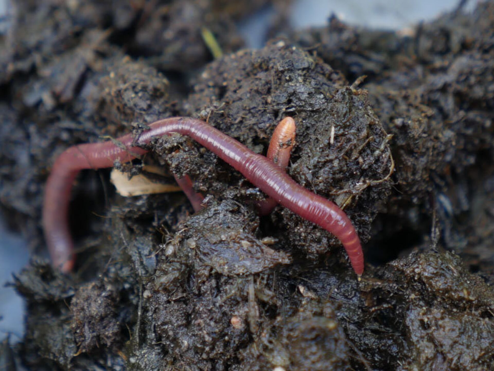 Дождевой червь обитает в среде. Почвенные кольчатые черви. Дождевой червь и Земляной червь. Дождевые черви биоиндикаторы.