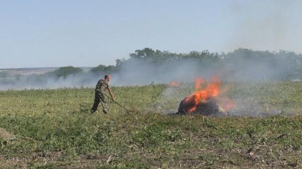 Уничтожение пяти гектаров конопли у Станицы Луганской
