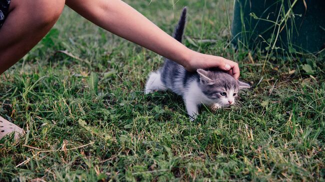 Ребёнок гладит котенка