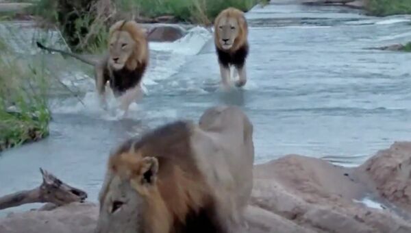 Львы переходят реку