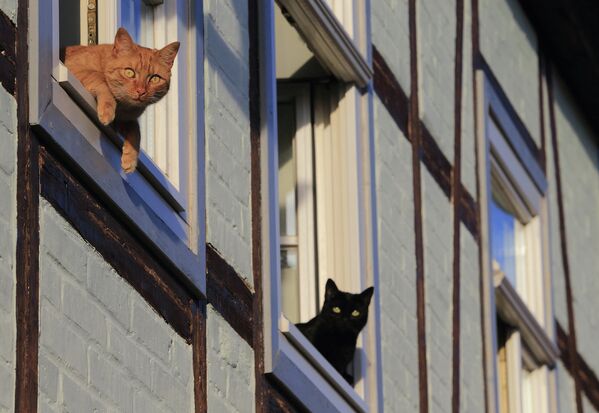 Две кошки смотрят из окна жилого дома. Кведлинбург, Германия