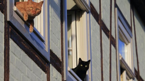 Две кошки смотрят из окна жилого дома. Архивное фото