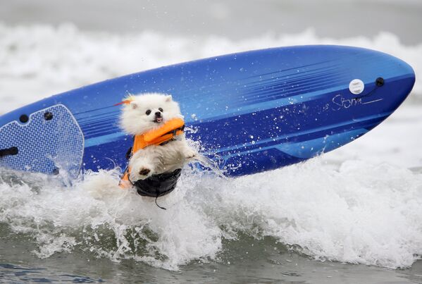 Участник соревнований по серфингу для собак в Калифорнии