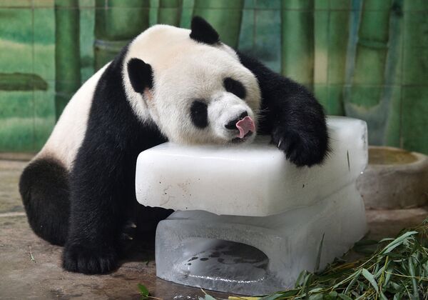 Гигантская панда в зоопарке в Ухане, Китай