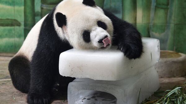 Гигантская панда в зоопарке в Ухане, Китай. Архивное фото