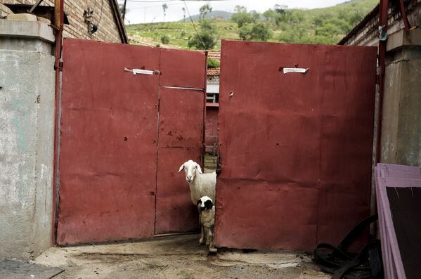 Овцы выглядывают из ворот в деревне недалеко в графстве Чжанцзякоу, Китай