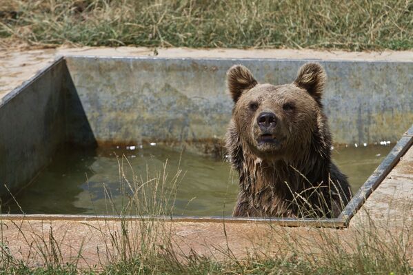Медведь в бассейне возле озера Badovac, Косово