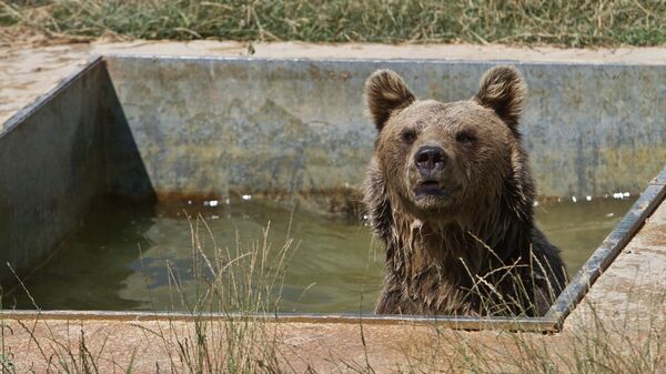 Медведь в бассейне возле озера Badovac, Косово