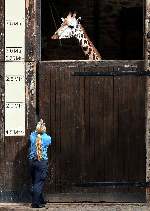 Жираф в зоопарке Честера, Англия