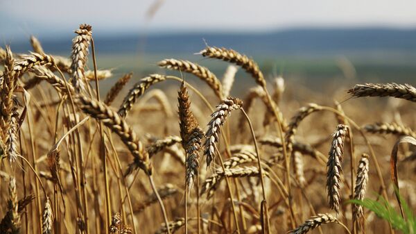 Пшеница. Архивное фото