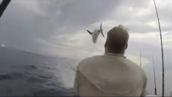 Акула напугала рыбаков, выпрыгнув из воды