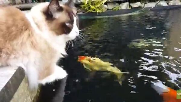 Кот и рыбы: дружба навсегда