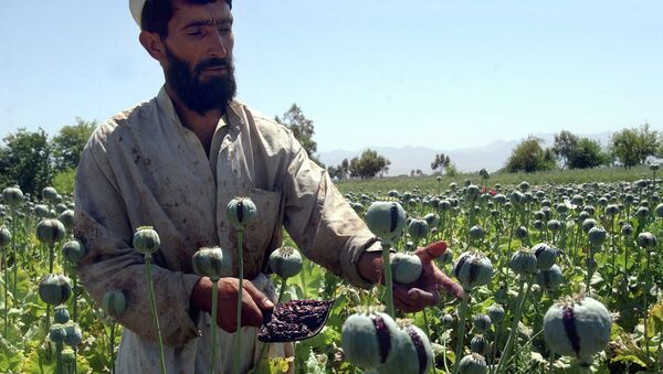 Афганский фермер собирает урожай опийного мака. Архивное фото