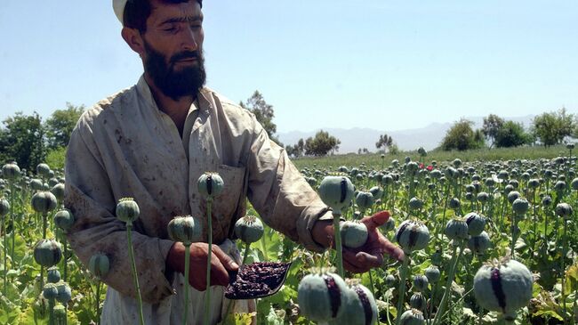 Афганский фермер собирает урожай опийного мака к востоку от Кабула. Архивное фото
