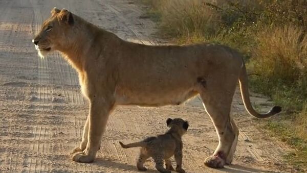 Львица и ее малыш