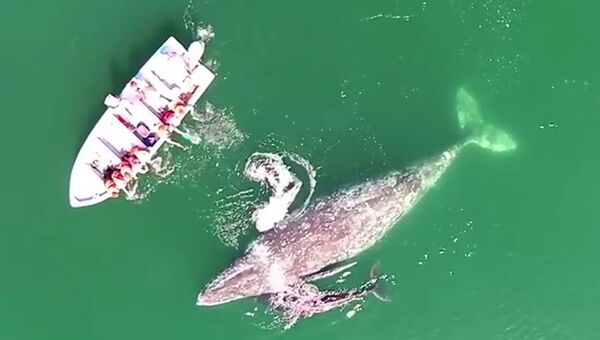Гигантские киты общаются с туристами