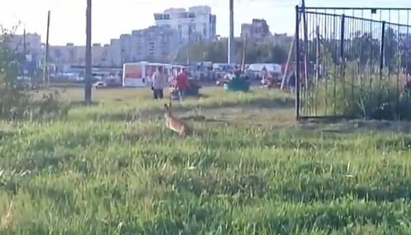 Визит зайца в Санкт-Петербург