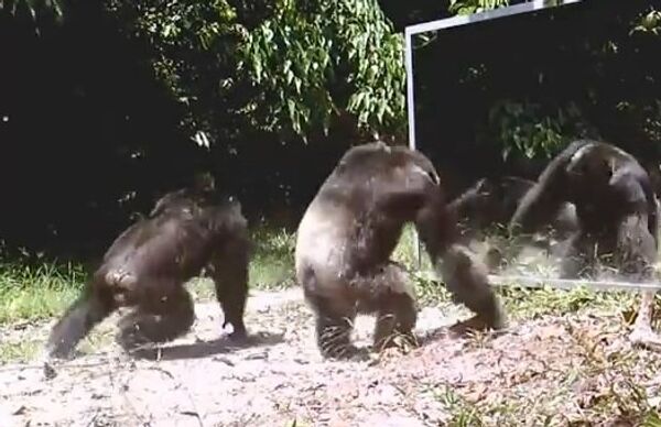 Шимпанзе атакуют зеркало