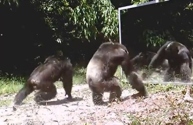 Шимпанзе атакуют зеркало