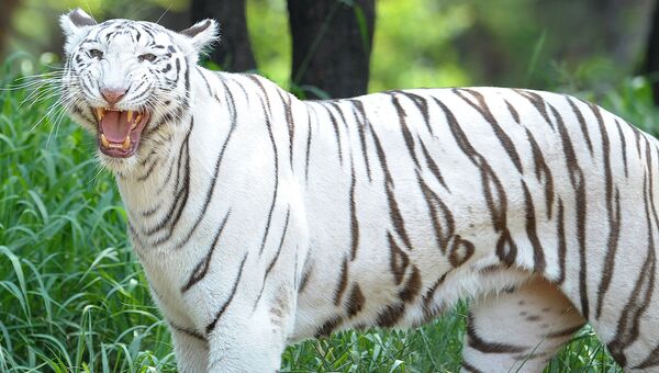 Бенгальский тигр. Архивное фото