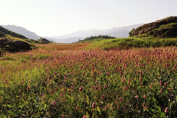Цветочные луга с цветущим горцем. Северные склоны горного массива Чадым