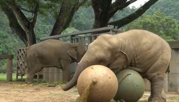 Слоненок играет в мяч