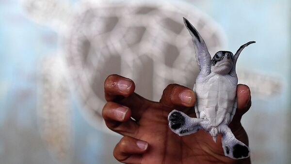 Волонтер держит детеныша морской черепахи в черепаховом центре Косгоды, Шри-Ланка