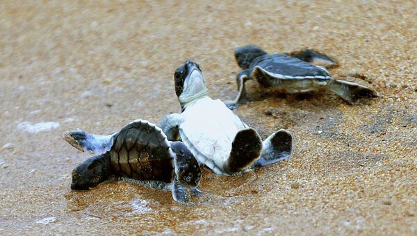 Морские черепахи. Архивное фото
