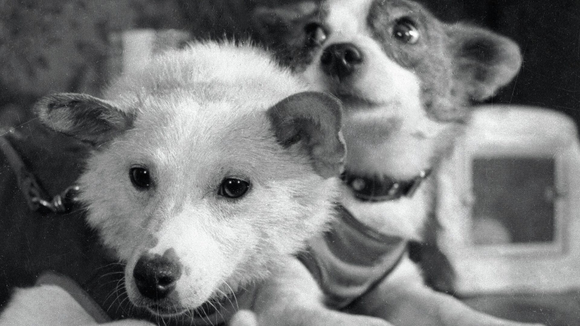 Собаки Белка и Стрелка после полета - РИА Новости, 1920, 20.08.2020