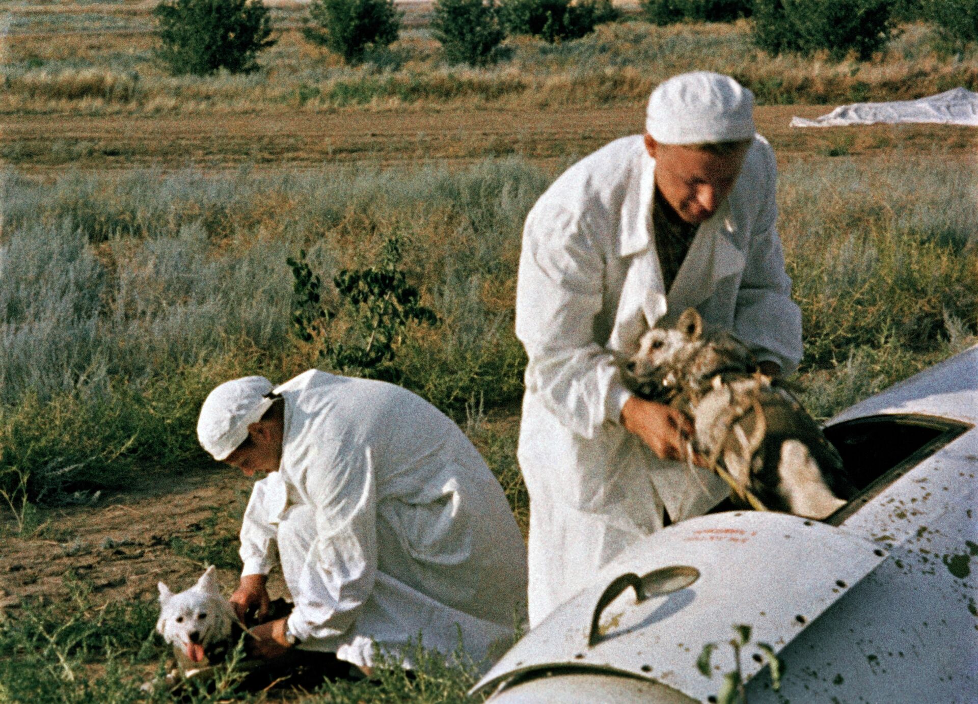 Врачи извлекают подопытных собак из кабины ракеты - РИА Новости, 1920, 16.11.2023