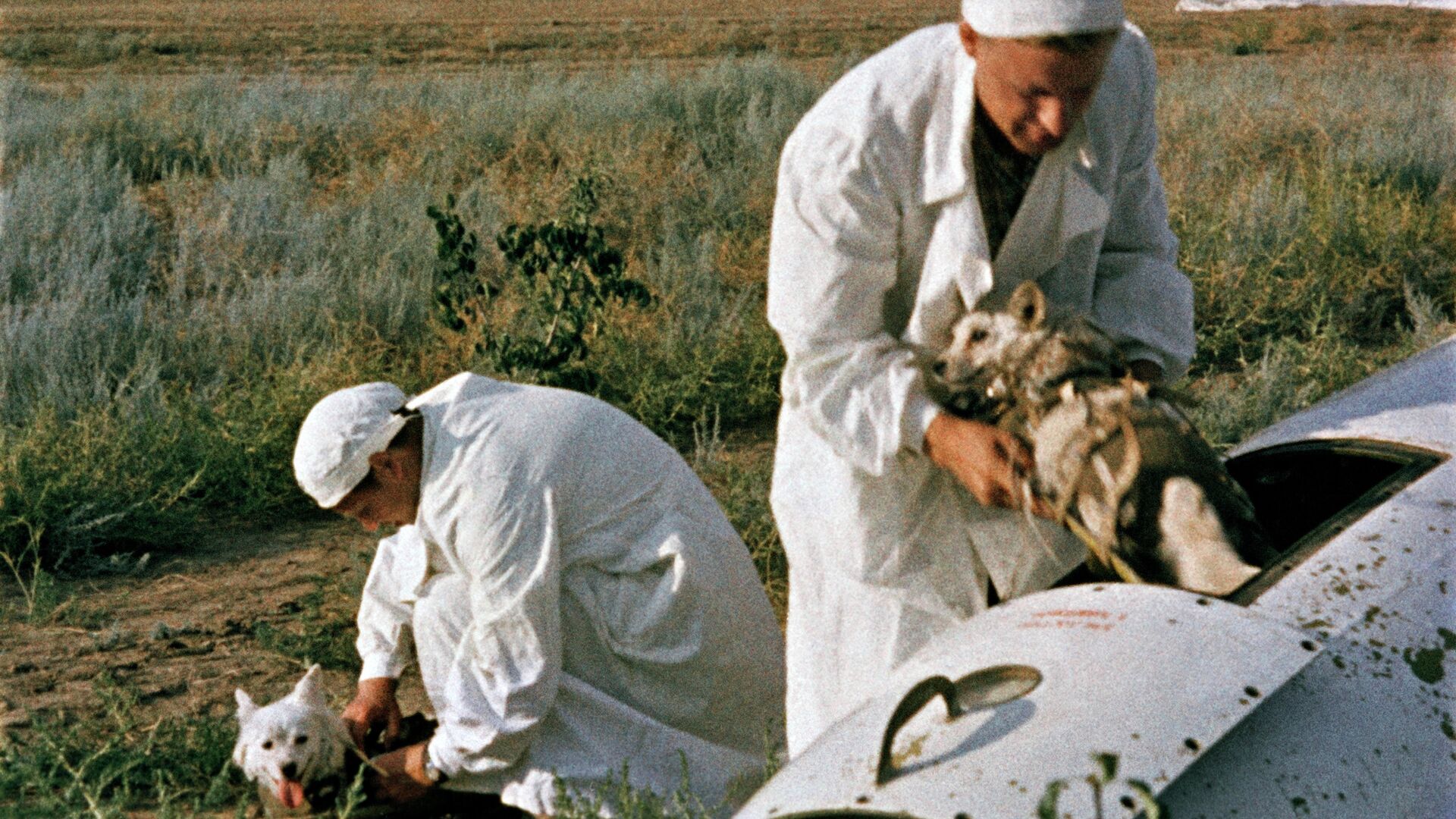 Врачи извлекают подопытных собак из кабины ракеты - РИА Новости, 1920, 22.07.2021