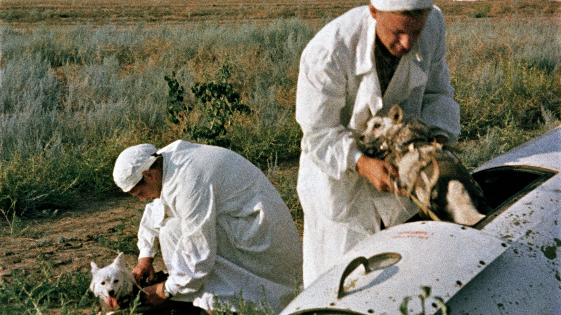 Врачи извлекают подопытных собак из кабины ракеты - РИА Новости, 1920, 22.07.2021