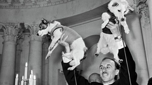 Академик Олег Газенко демонстрирует собак Белку и Стрелку на пресс-конференции, посвященной полету космического корабля-спутника с подопытными животными
