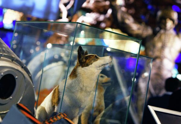 Чучела собак Стрелка и Белки в музее космонавтики на ВВЦ
