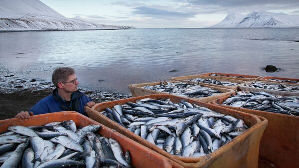 Рыбный промысел в Исландии. Архивное фото