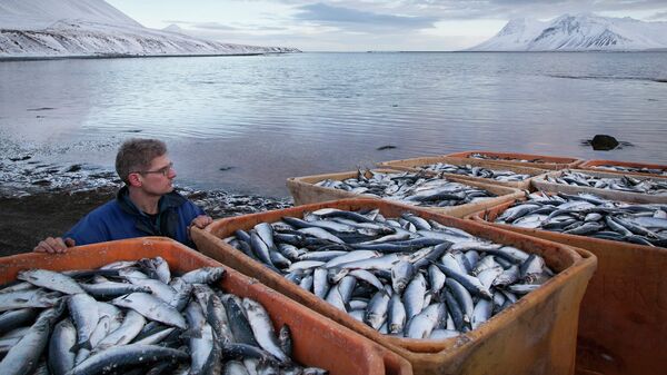 Рыбный промысел в Скандинавии. Архивное фото