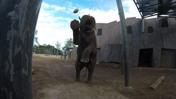 Слон из зоопарка в Сиднее отфутболил мяч для регби и снял удар на камеру