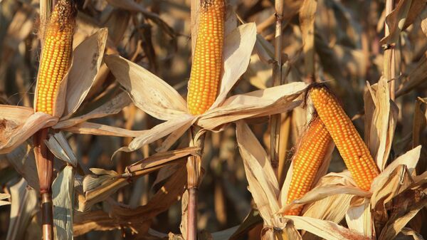 Созревшие початки кукурузы