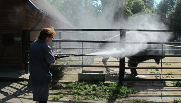 Борьба с жарой в Калининградском зоопарке
