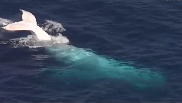 У берегов Австралии заметили кита-альбиноса