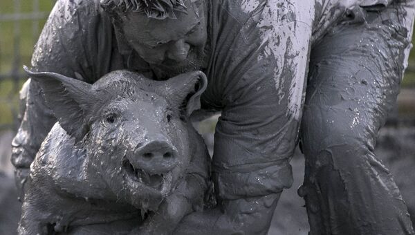 Человек борется со свиньей — конкурс во время фестиваля дю-Кошон в Квебеке