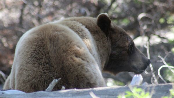 Медведь-гризли в Йеллоустоунском национальном парке