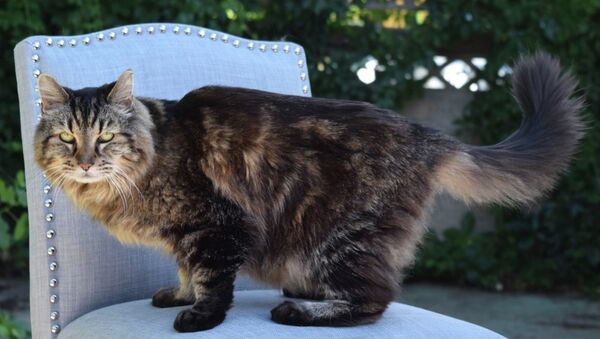 Кот Вельвет из Орегона - самый старый кот в мире